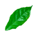 hoja animada